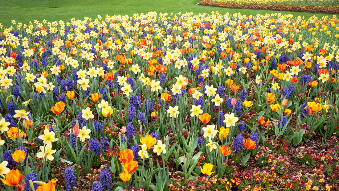 Why You’ll Fall in Love with Planting Bulbs This Fall