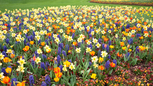 Why You’ll Fall in Love with Planting Bulbs This Fall