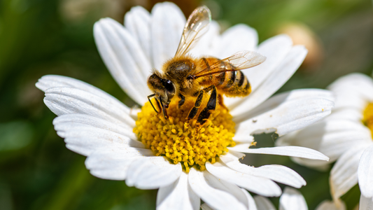 Garden Allies vs. Garden Pests: How to Know Who to Welcome (and Who to Watch)