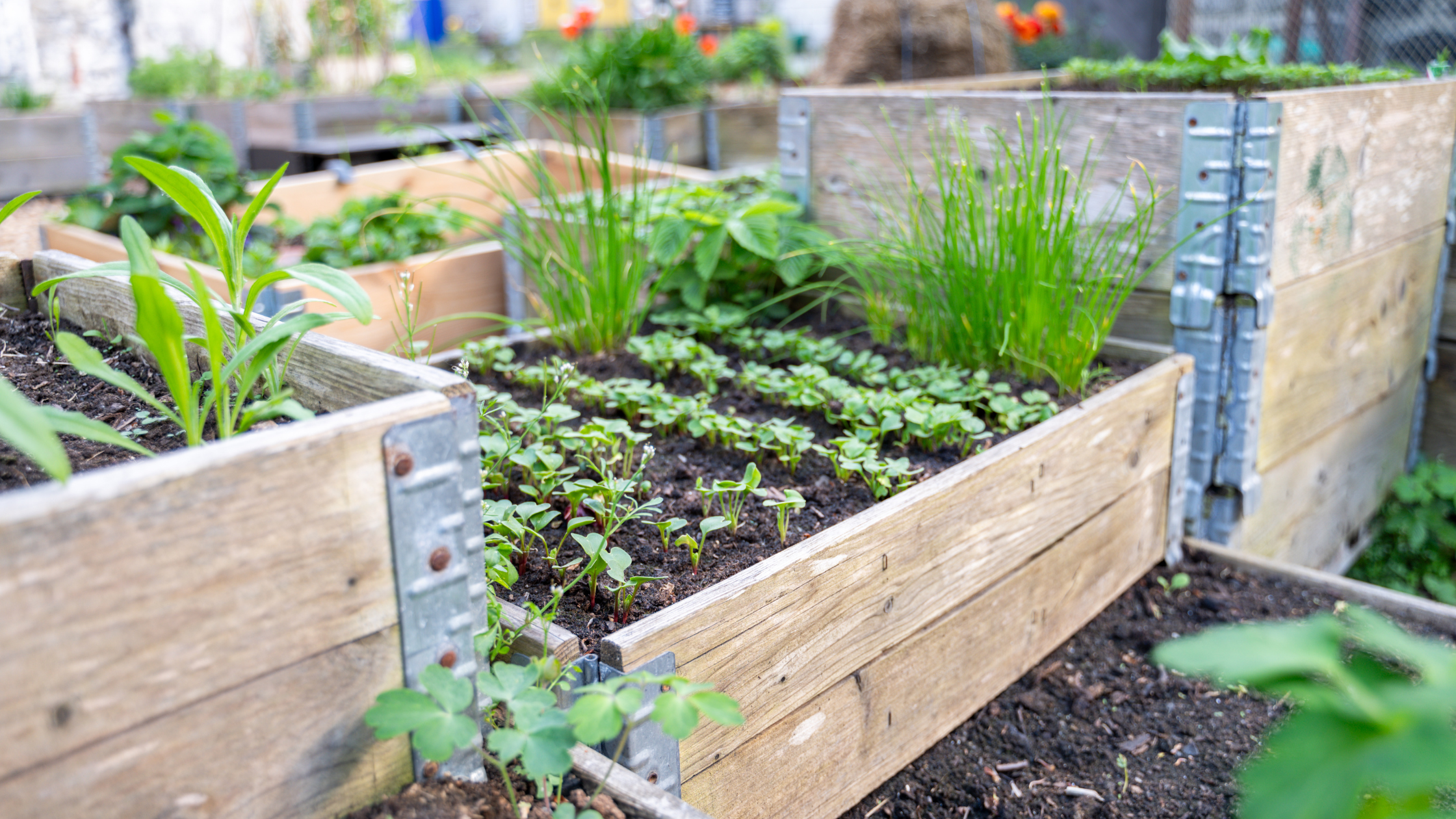 Build It Right: Layering Your Raised Bed for Maximum Productivity ...