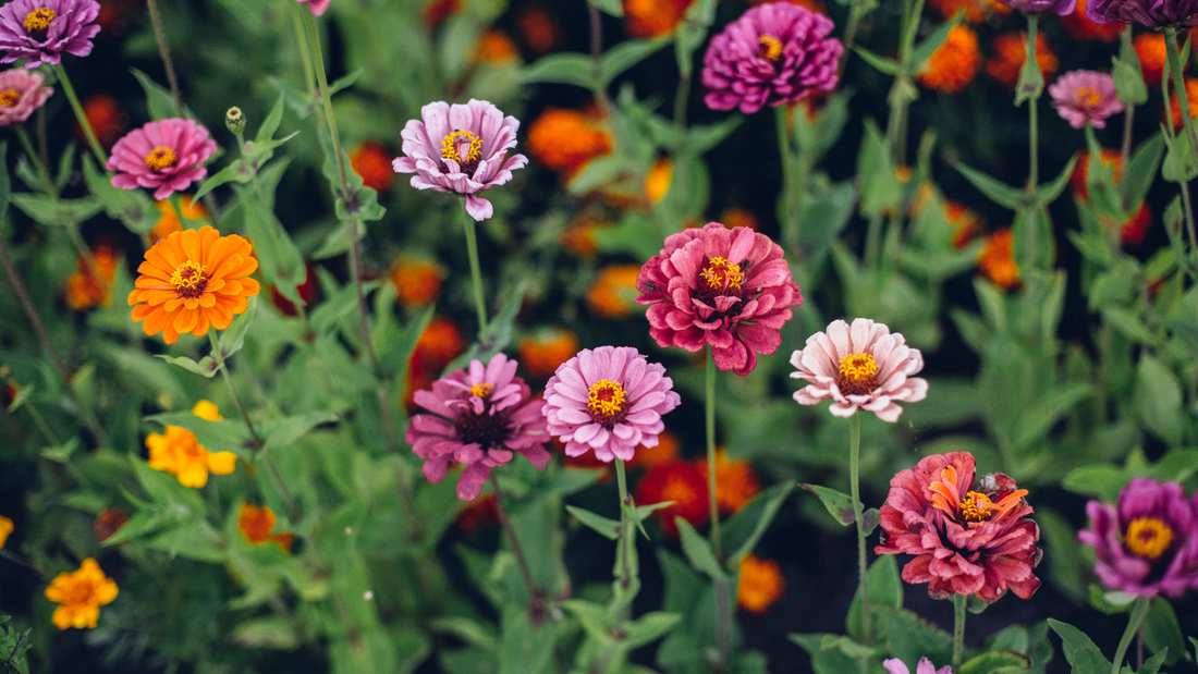 Give Your August Garden a Fresh Burst of Color