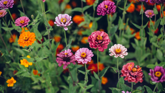 Give Your August Garden a Fresh Burst of Color