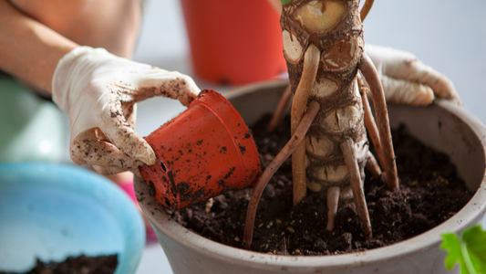 Preparing Your Plants to Come Back Indoors After Summer