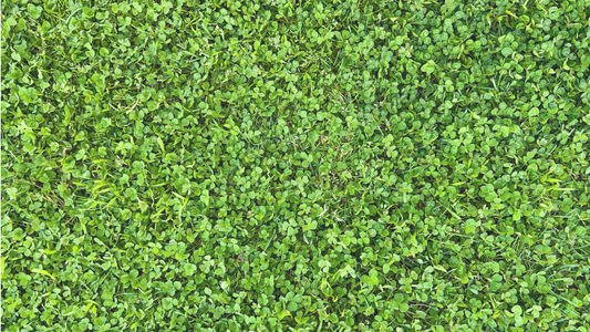 The Charm of Clover Lawns: A Green Choice Rooted in Irish Folklore