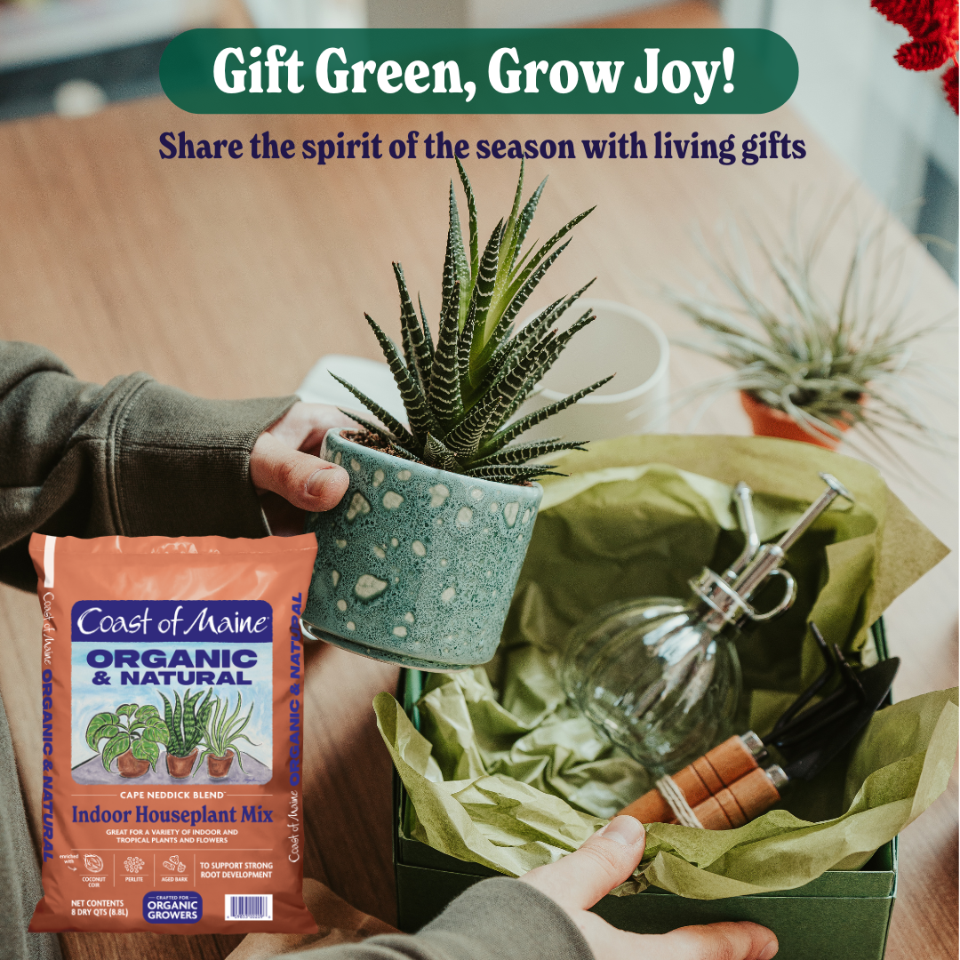 The Best Plants to Gift This Holiday Season: A Guide to Greenery That Spreads Joy