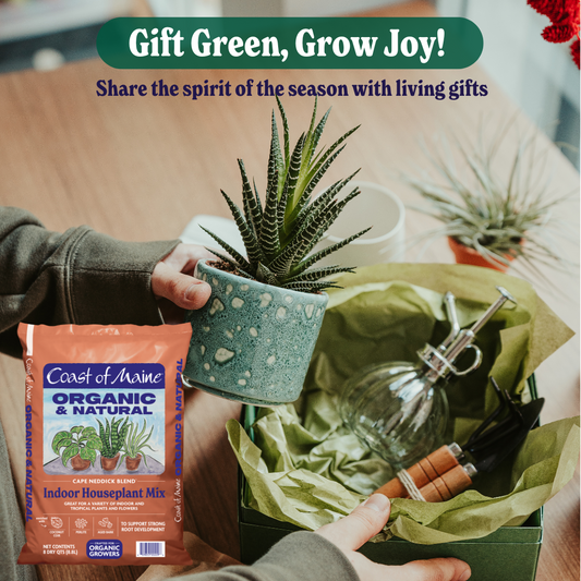 The Best Plants to Gift This Holiday Season: A Guide to Greenery That Spreads Joy