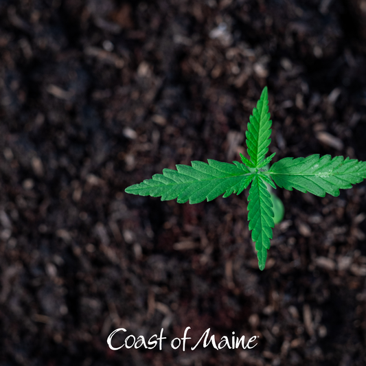 Growing Cannabis with Coast of Maine Products