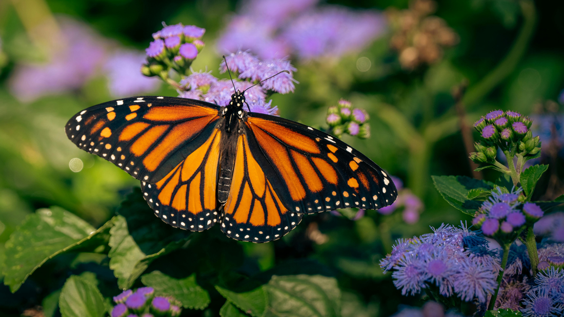 Plant for Continuous Blooms: Create a Garden That Supports Pollinators All Season Long