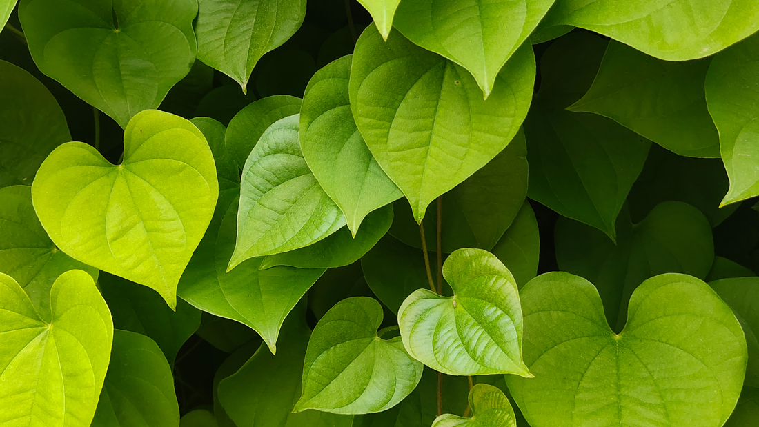 Transforming Your Backyard: Planting a Heart-Shaped Garden with Coast of Maine's Penobscot Blend