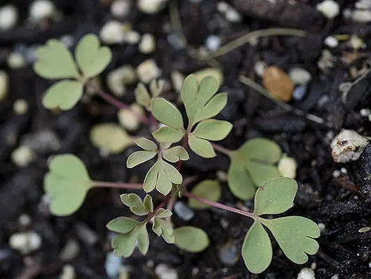 potting soil for acidic plants Planting Soil for Acid-Loving Plants – Coast of Maine Organic Products