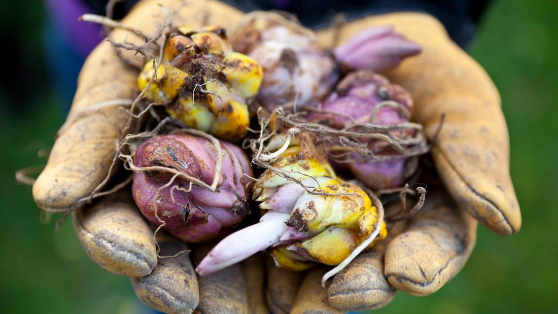 How to Plant Garlic and Tulip Bulbs for Fall: A Step-by-Step Guide