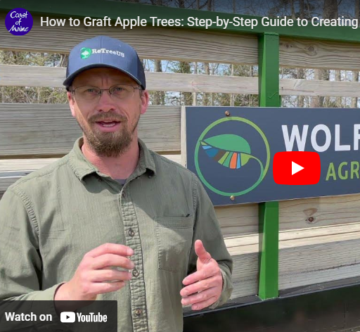 How to Graft Apple Trees: Step-by-Step Guide to Creating Your Own Black Oxford