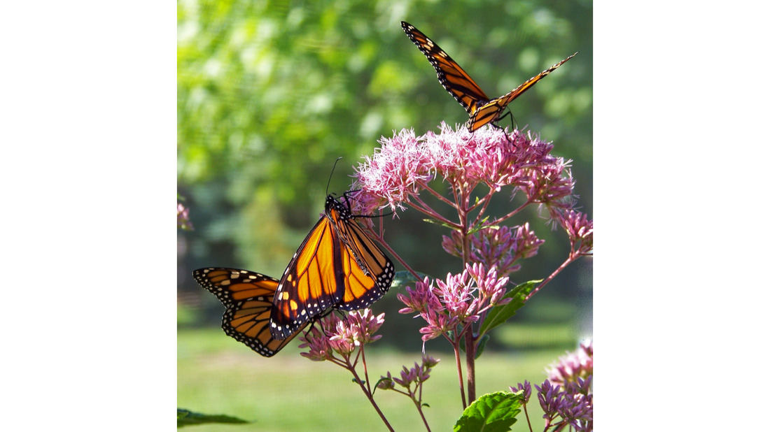 Planting for Pollinators: Create a Haven for Monarchs and More!