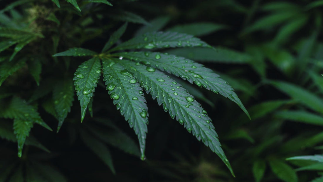 Growing Cannabis with Coast of Maine Products