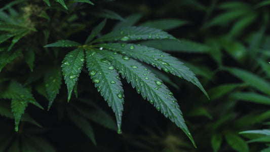 Growing Cannabis with Coast of Maine Products