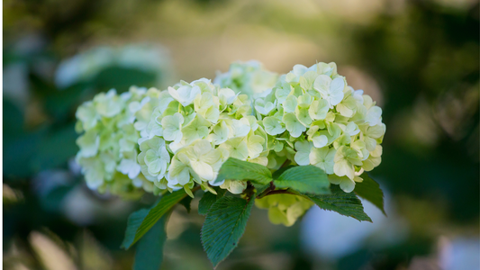 Planting the Vibrant Viburnum: A Guide to Successful Shrub Installation