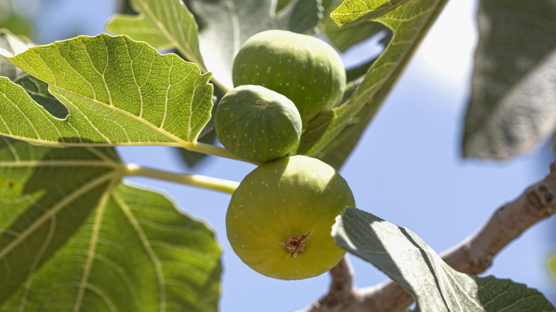 Cultivating Figs: A Guide to White and Greek Fig Trees