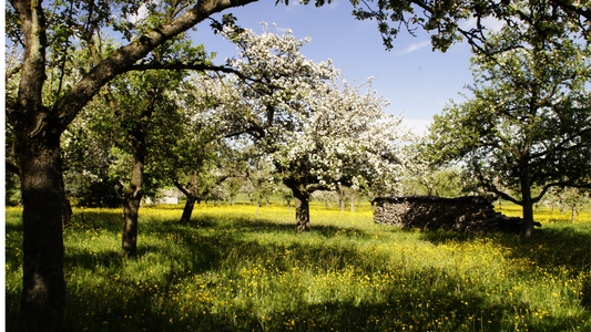 Cultivating Legacy: 100 Orchards and Counting with Richard Hodges