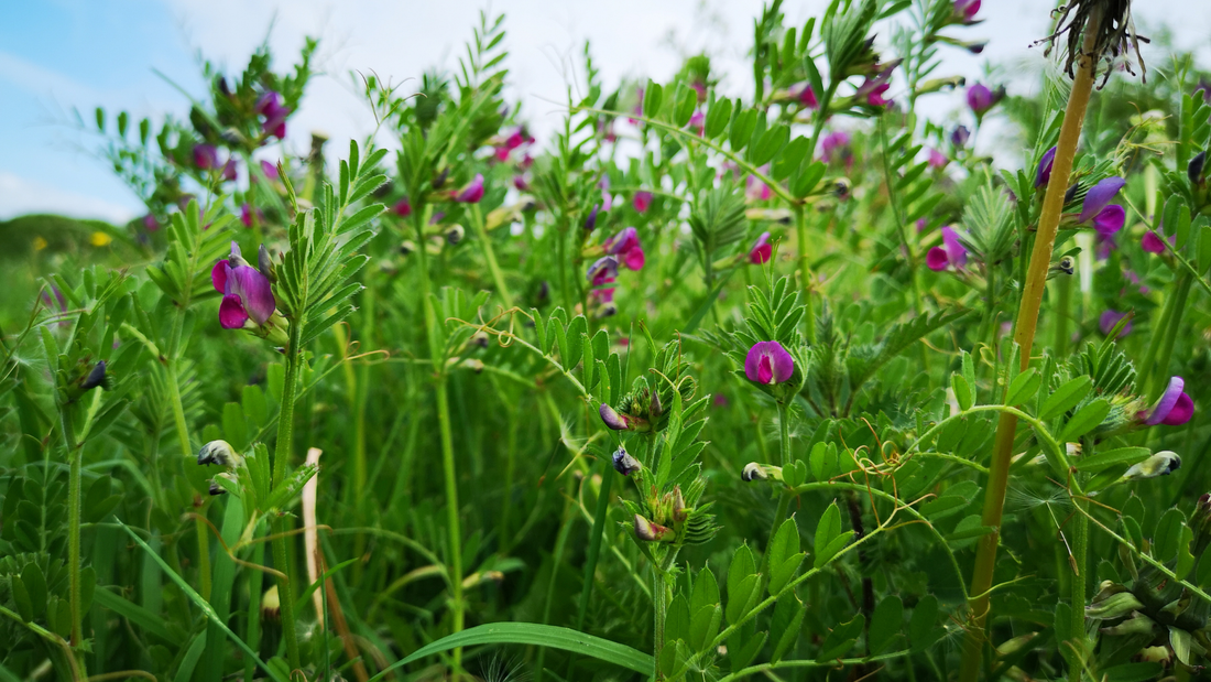 Planting Cover Crops in the Fall: Nourish Your Soil Naturally