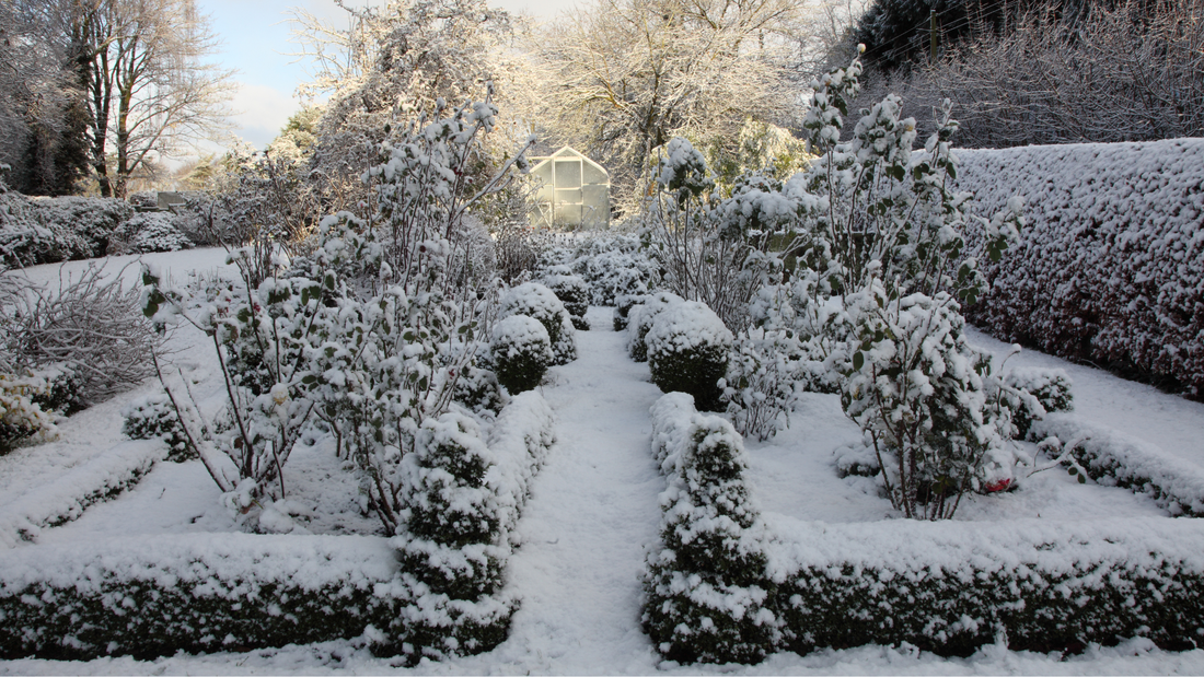 Best Plants for Winter Interest and How to Plan for Next Year’s Garden