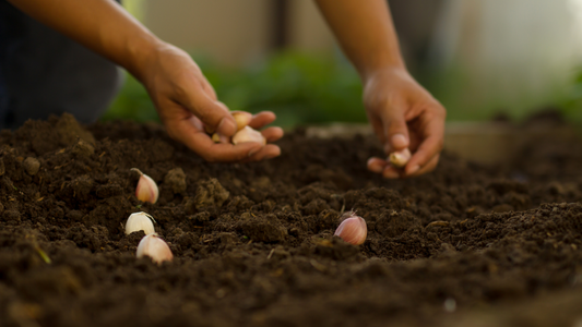 Growing Garlic: A Simple Guide to Planting, Caring, and Harvesting