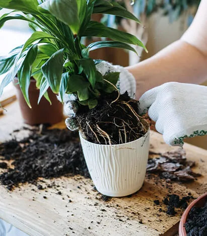 acid lovers potting mix Planting Soil for Acid-Loving Plants – Coast of Maine Organic Products