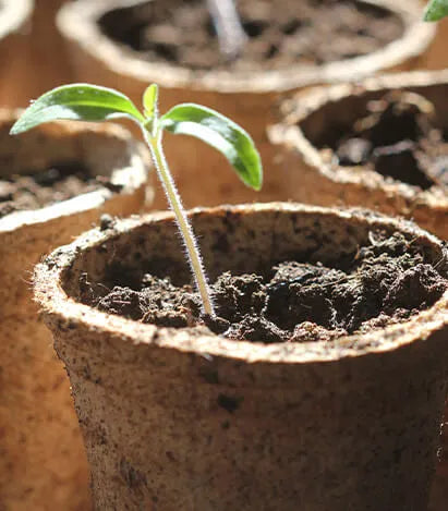cactus seedling soil mix Mount Desert Island Blend™ Organic Cactus & Succulent Mix – Coast of Maine Organic Products
