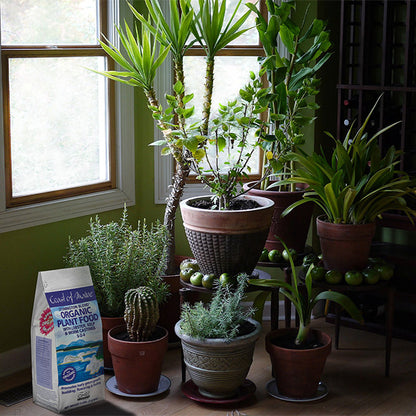 organic house plant food Stonington Blend™ Organic Plant Food – Coast of Maine Organic Products